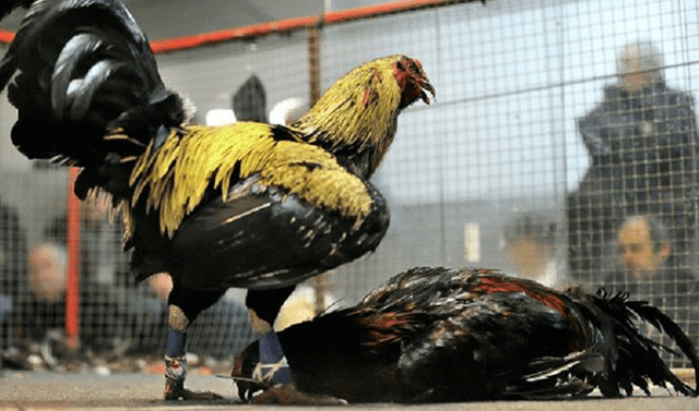 Đá gà cựa sắt và đá gà chọi có gì khác biệt không?