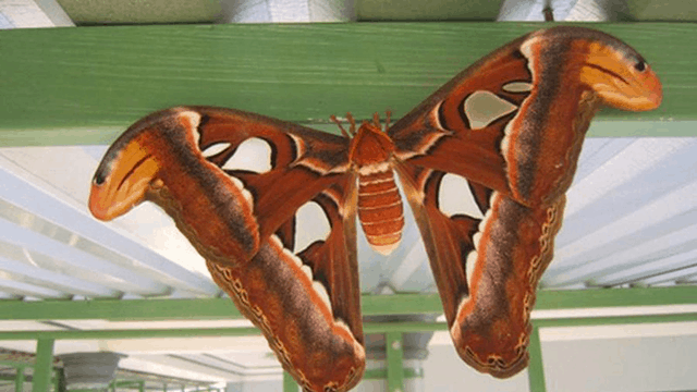 Vén màn điềm báo giấc mơ thấy bướm bay vào nhà?