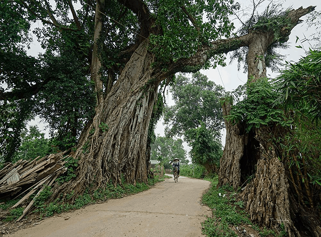 Nằm mơ thấy cây đa và con số liên quan?