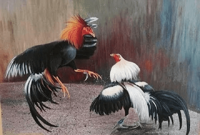 Hướng dẫn người chơi làm sao để chơi cá cược đá gà 1 cách hiệu quả nhất